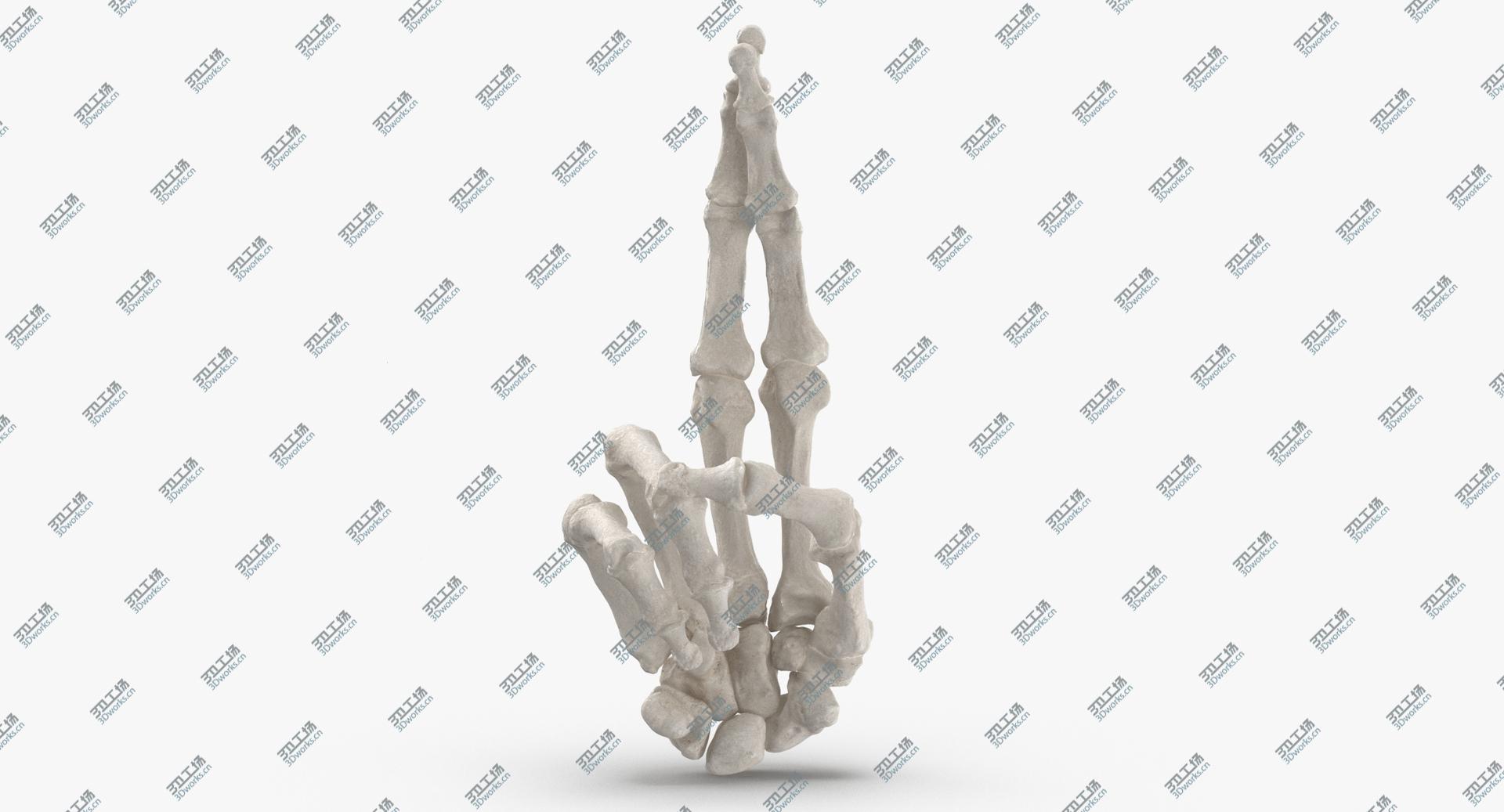 images/goods_img/2021040234/3D Real Human Hand Bones White Good Luck Sign model/2.jpg